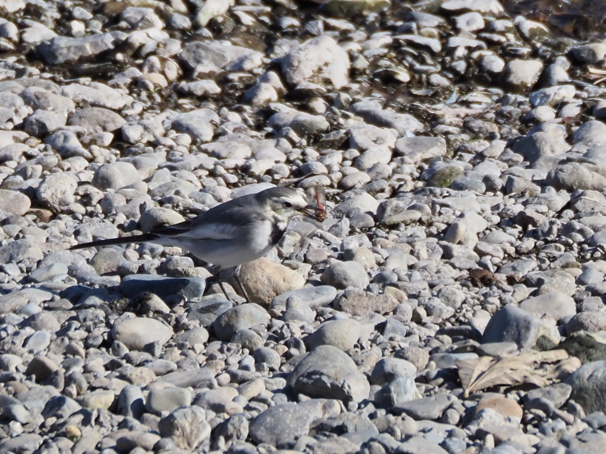 Плиска біла - ML646500515