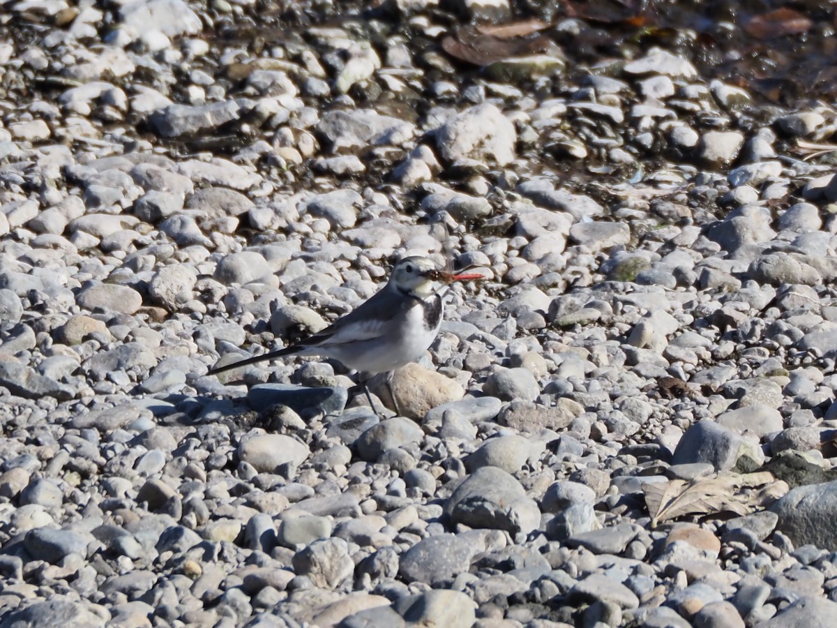 Плиска біла - ML646500516