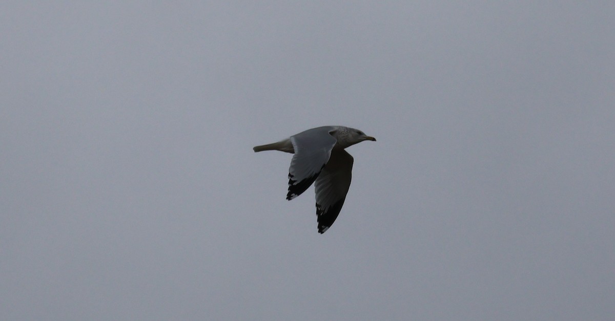 クロワカモメ - ML646500517