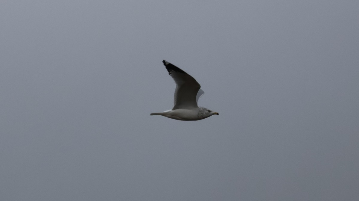 クロワカモメ - ML646500518