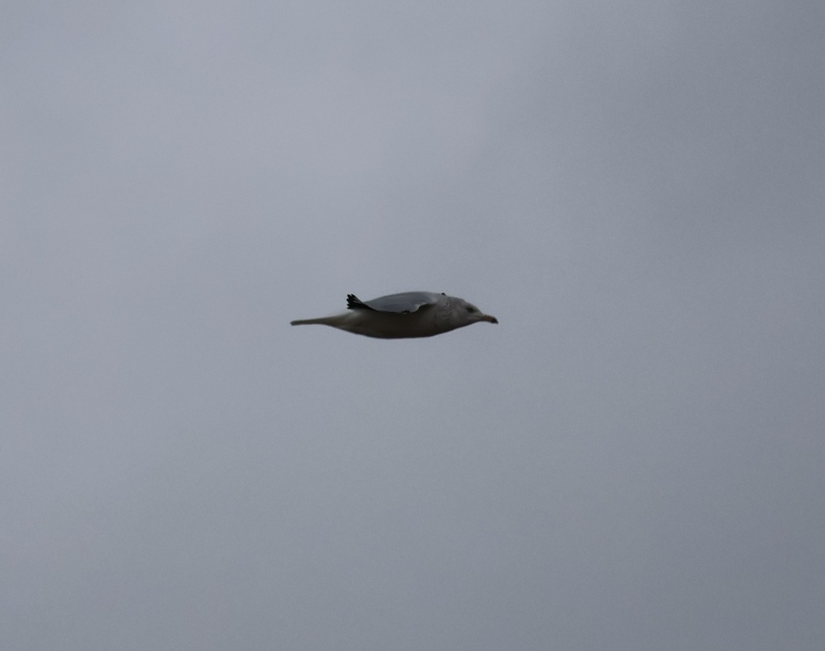 クロワカモメ - ML646500519