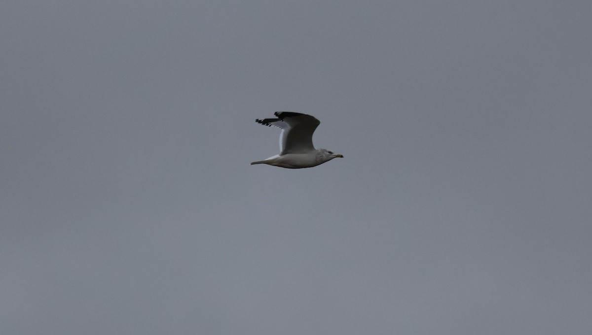 クロワカモメ - ML646500520