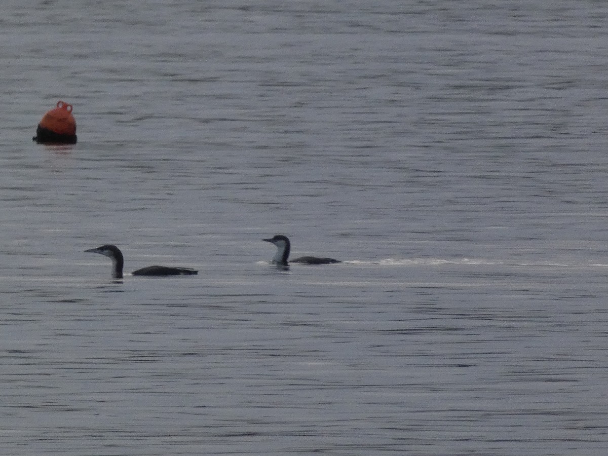 Arctic Loon - ML646500524