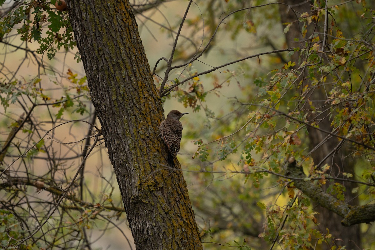 Northern Flicker - ML646500529