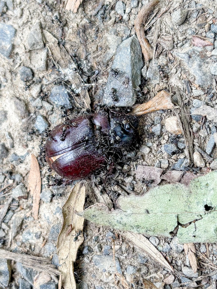 בעלי חיים - ML646500532