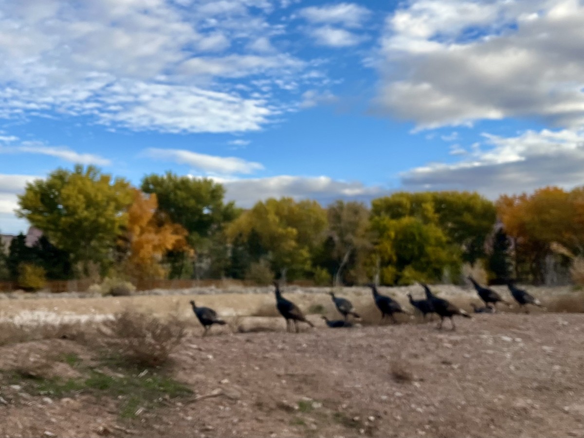 הודן בר - ML646500533