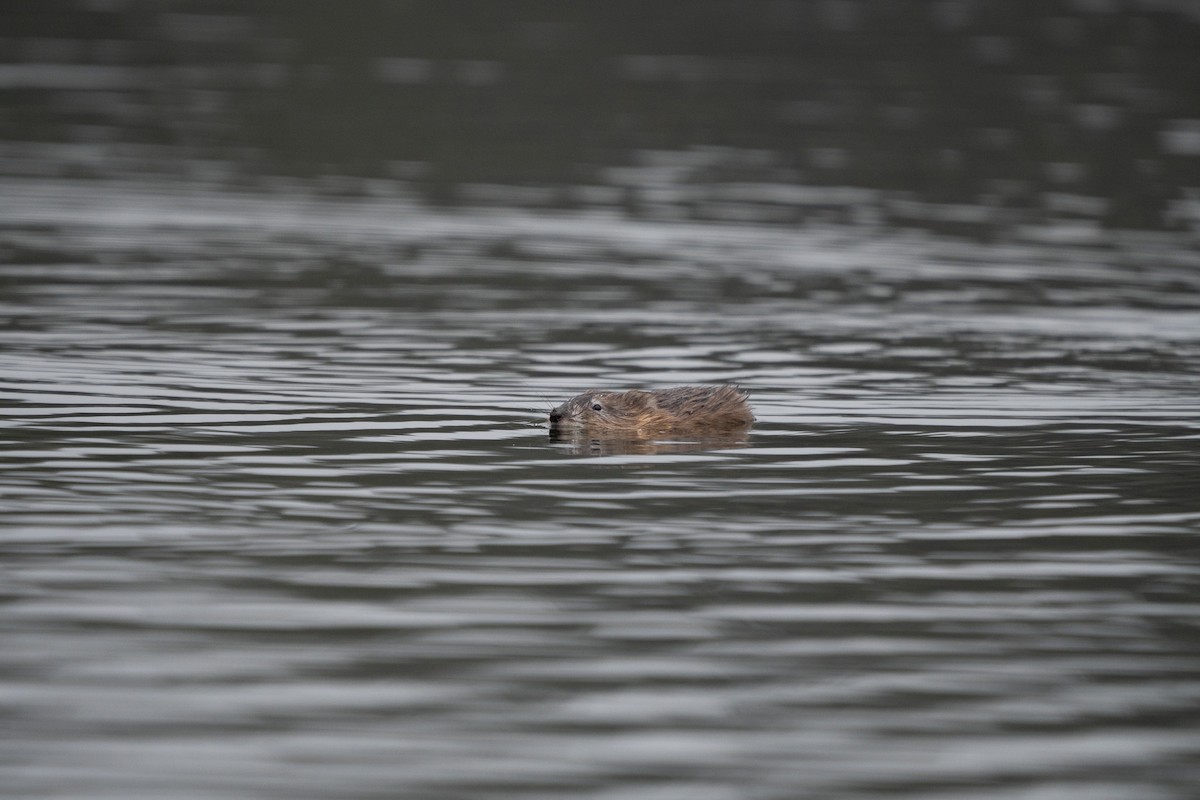 Muskrat - ML646500535