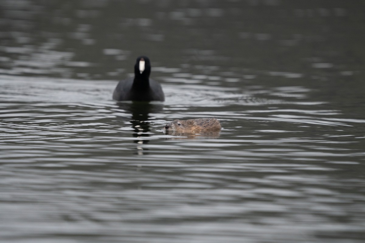 Muskrat - ML646500537