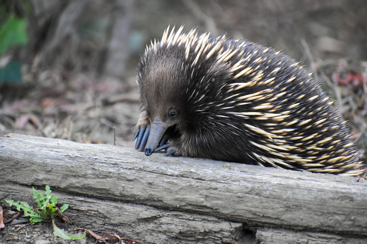 בעלי חיים - ML646500540
