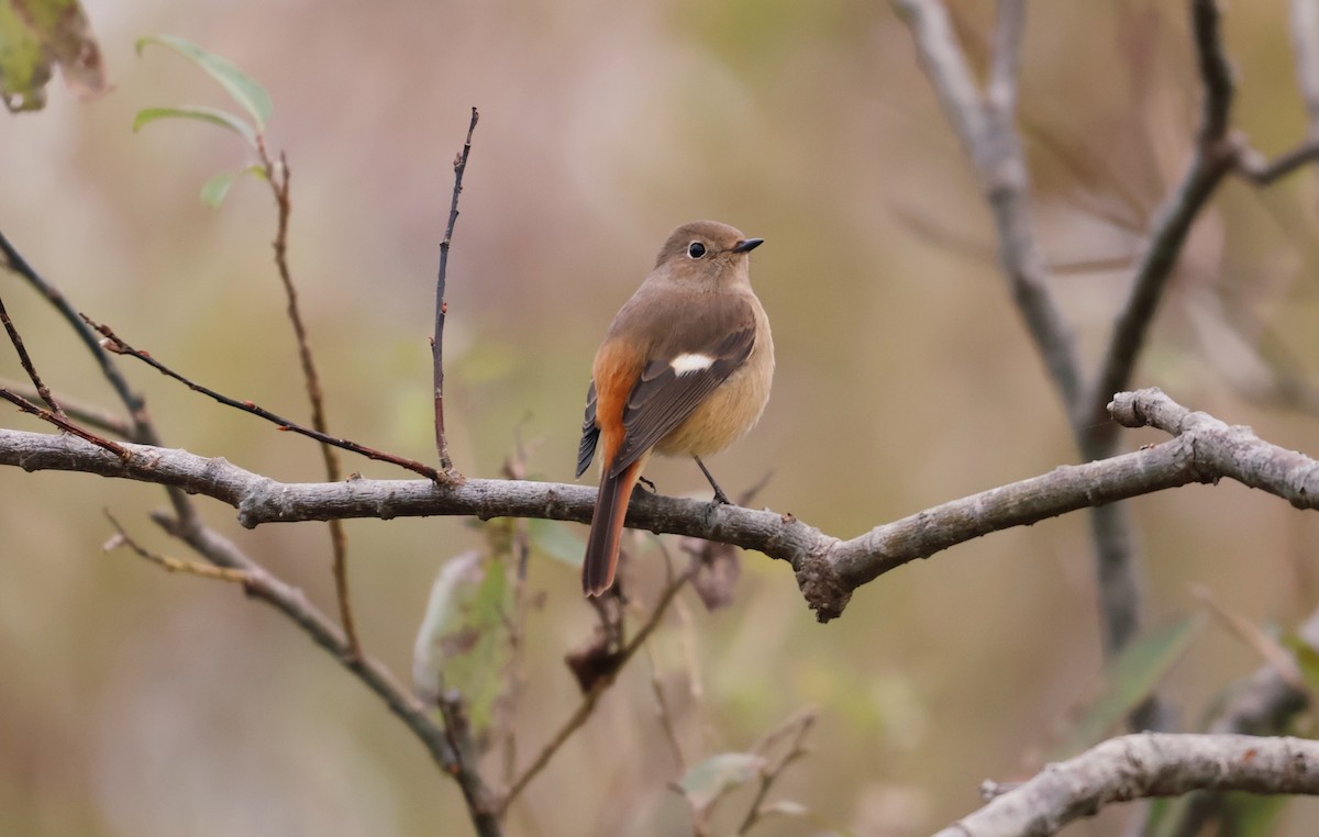 Daurian Redstart - ML646500542