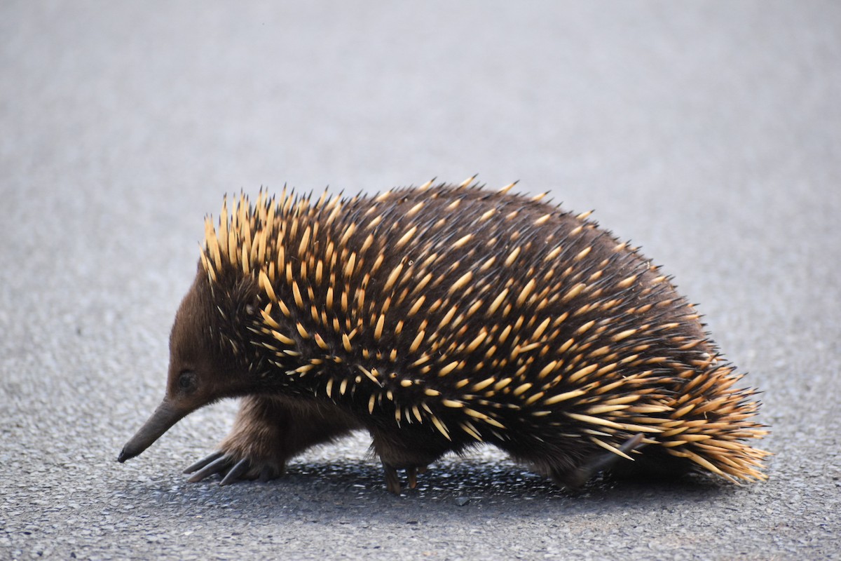 בעלי חיים - ML646500543