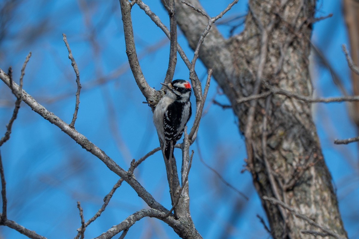 Dunenspecht - ML646500544