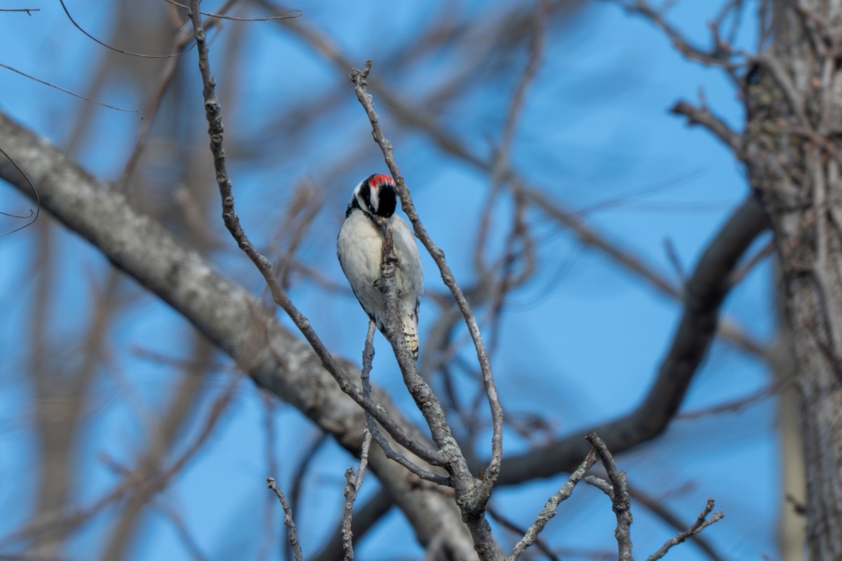 Dunenspecht - ML646500545