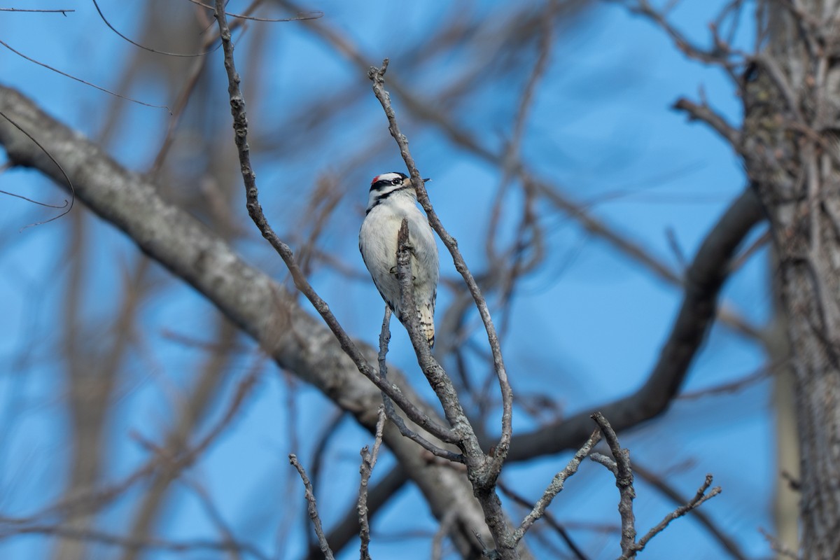 Dunenspecht - ML646500546