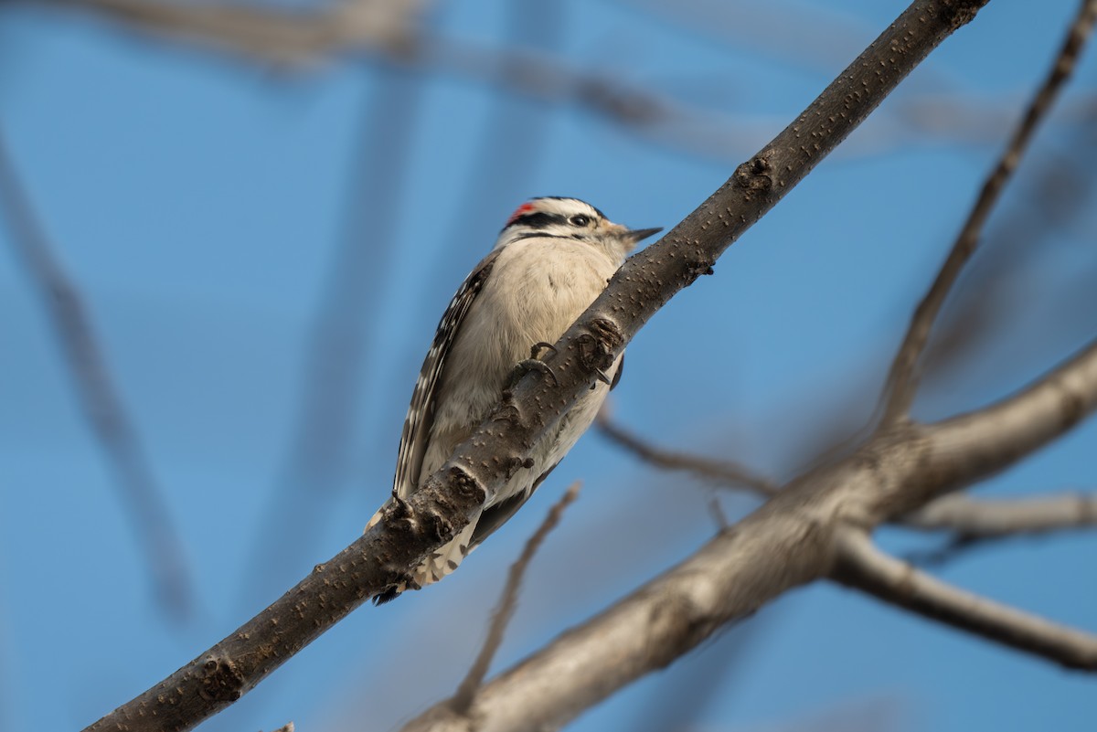 Dunenspecht - ML646500547