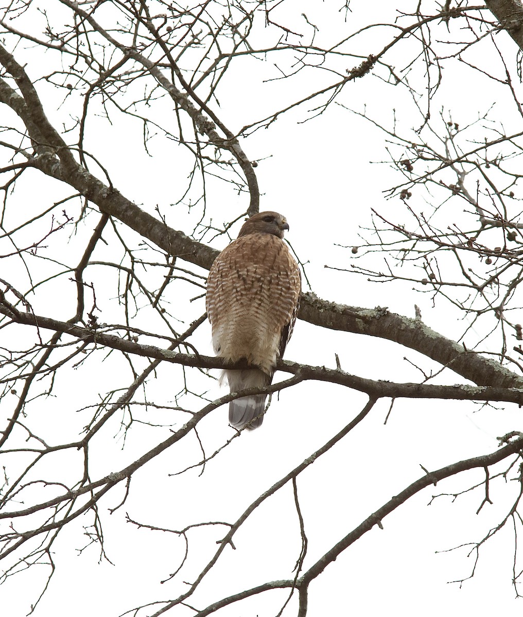 káně páskovaná - ML646500548