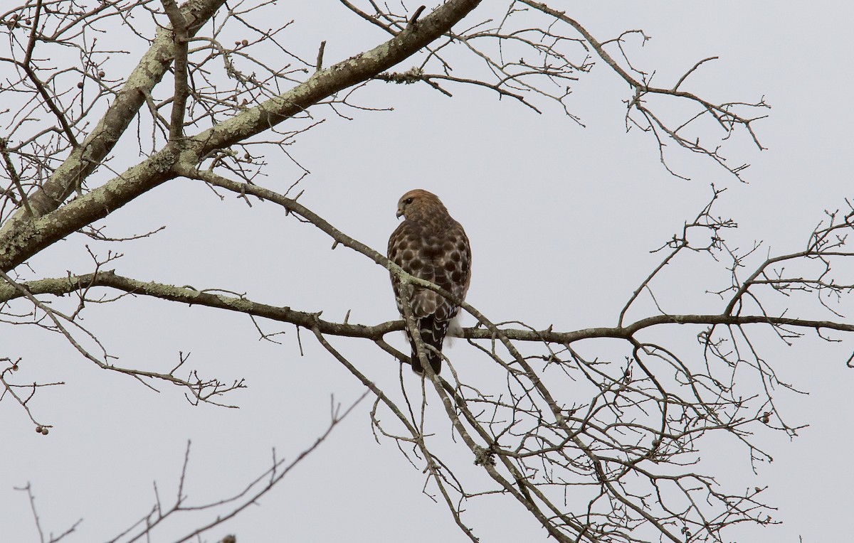 káně páskovaná - ML646500549