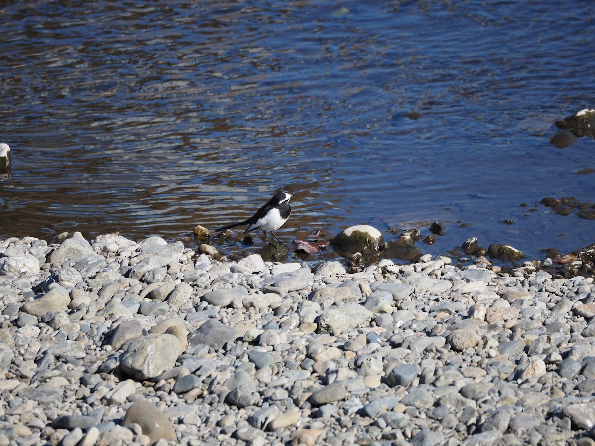 Плиска японська - ML646500550