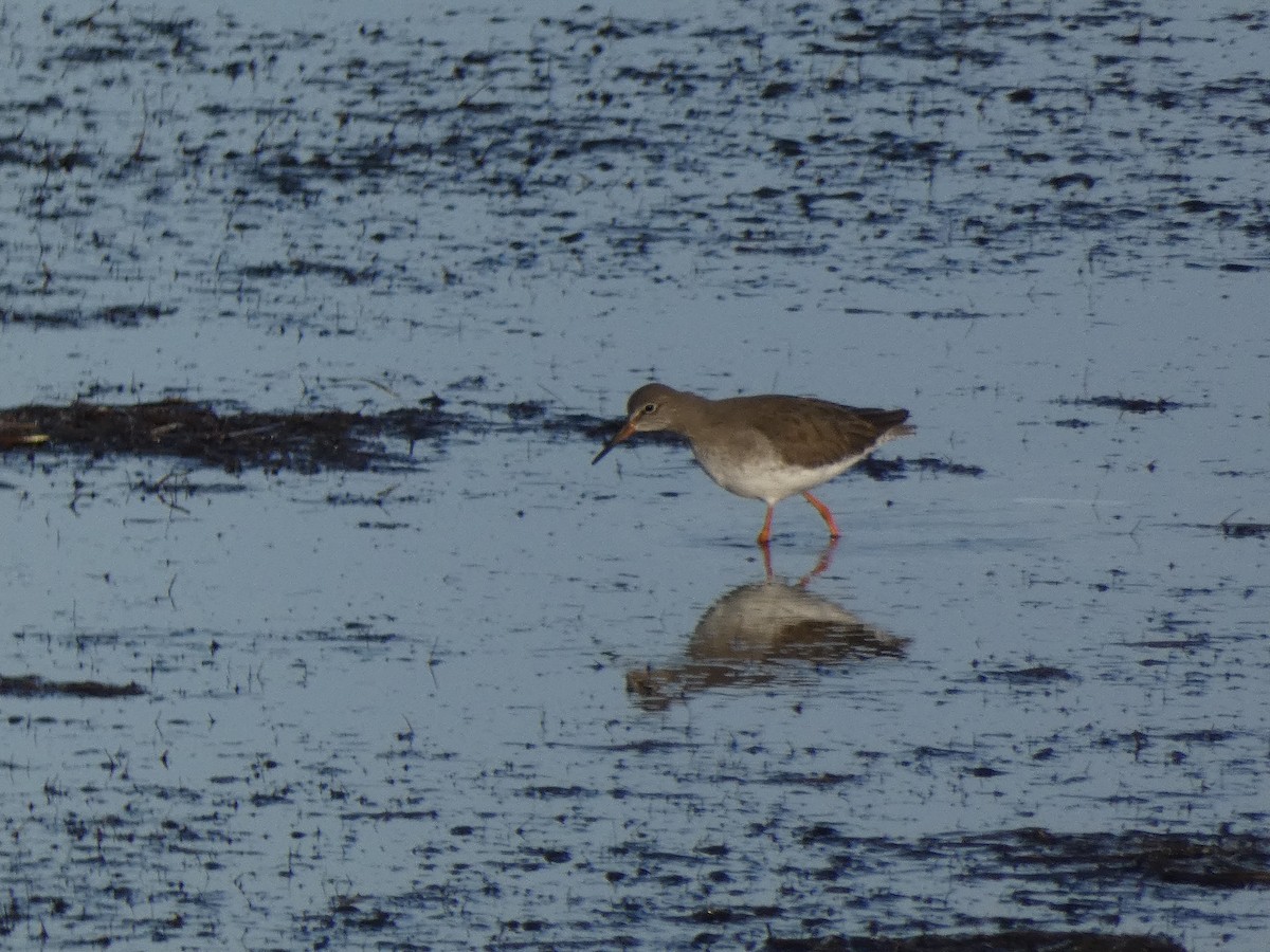 Common Redshank - ML646500551
