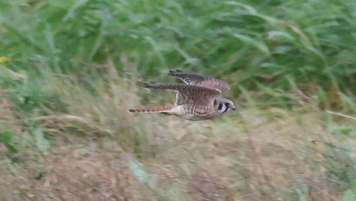 アメリカチョウゲンボウ - ML646500552