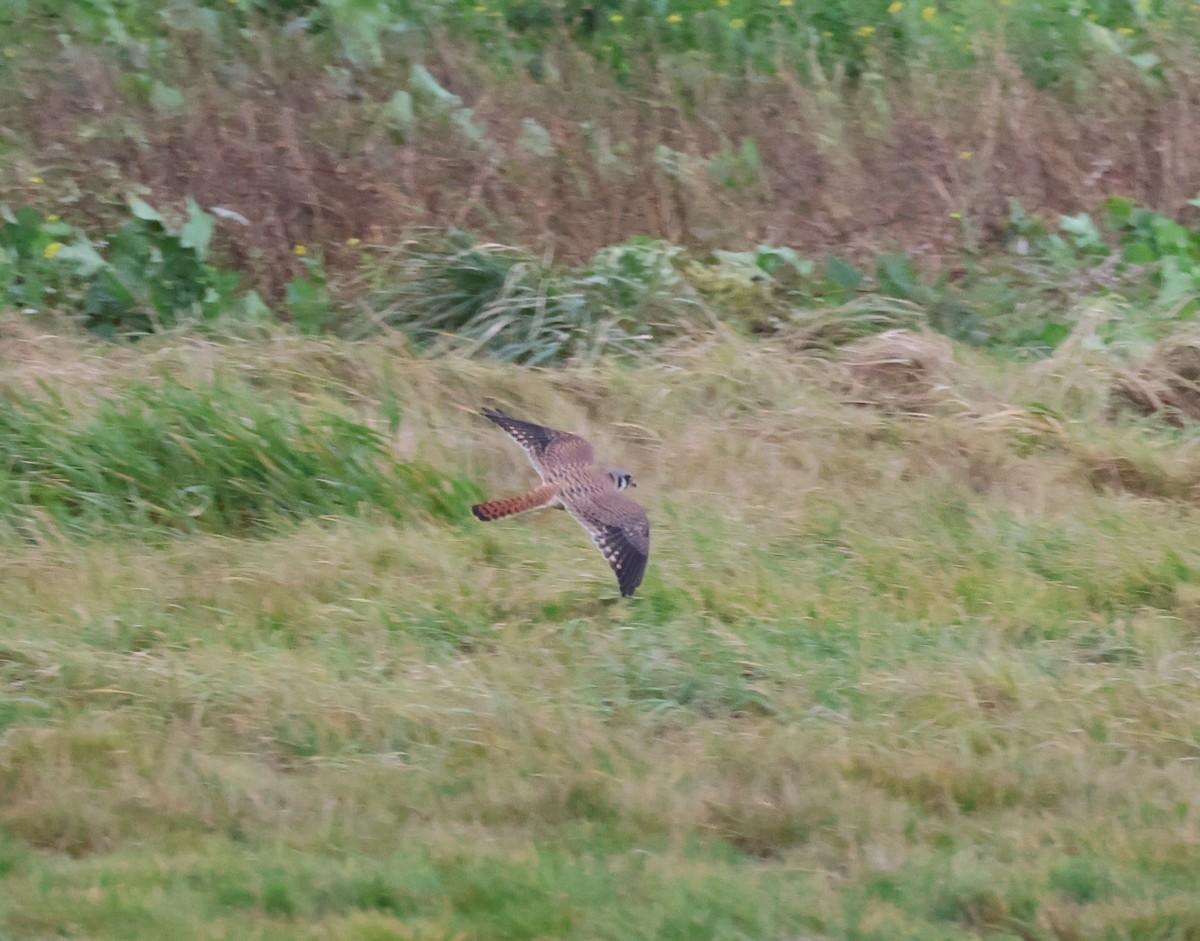 アメリカチョウゲンボウ - ML646500554