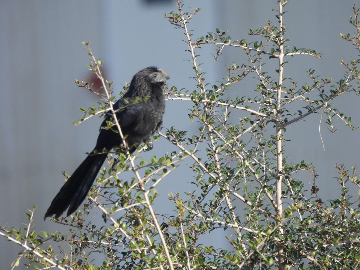 Groove-billed Ani - ML646500555