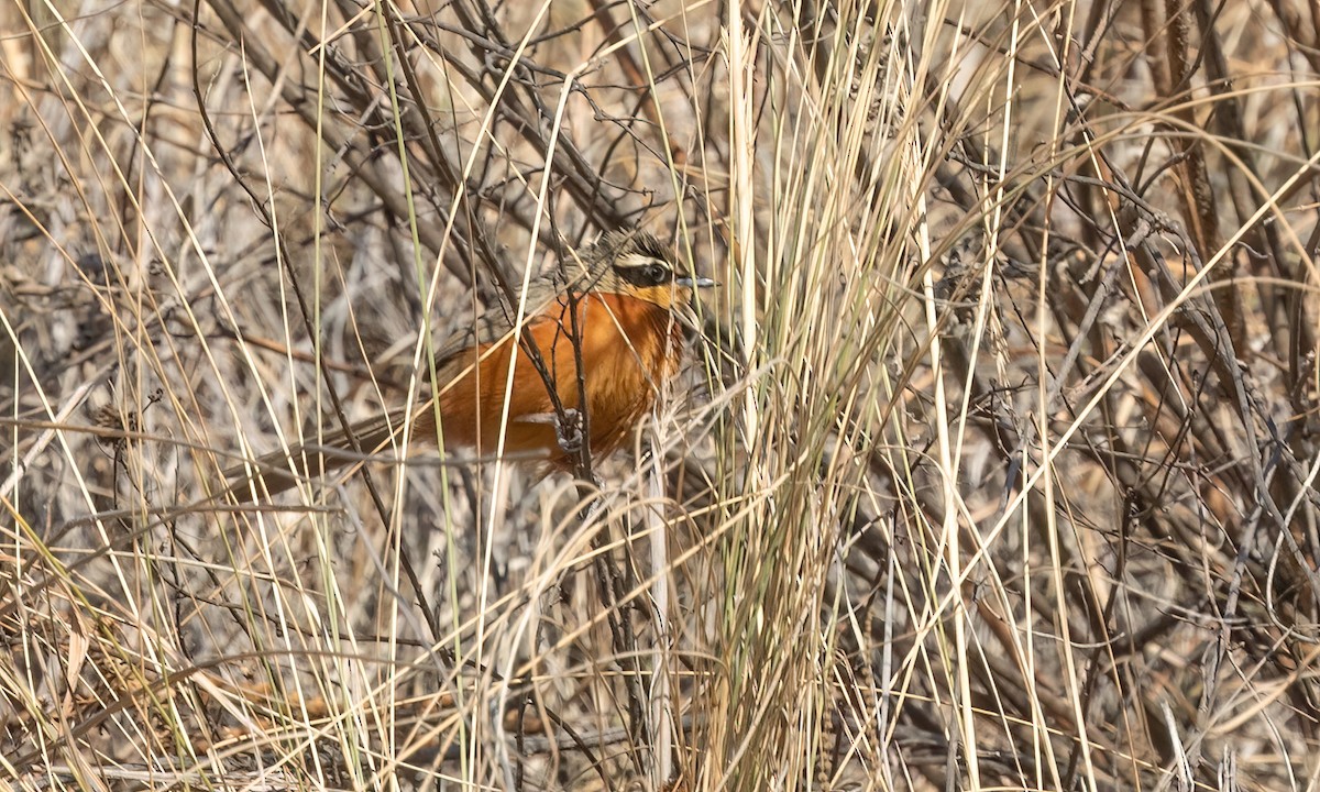 Zeytin Tepeli Hilalgerdan - ML646500556