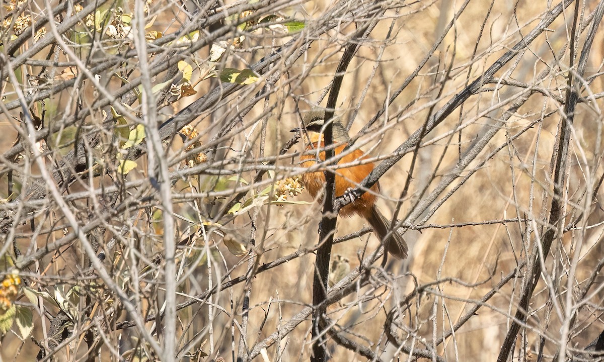 Zeytin Tepeli Hilalgerdan - ML646500557