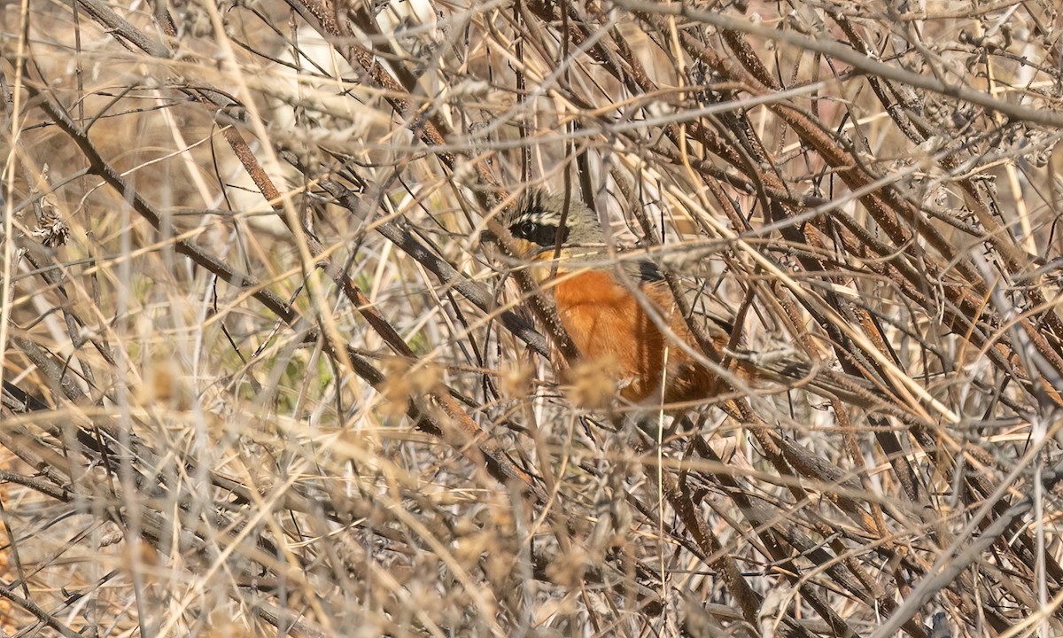 Zeytin Tepeli Hilalgerdan - ML646500558