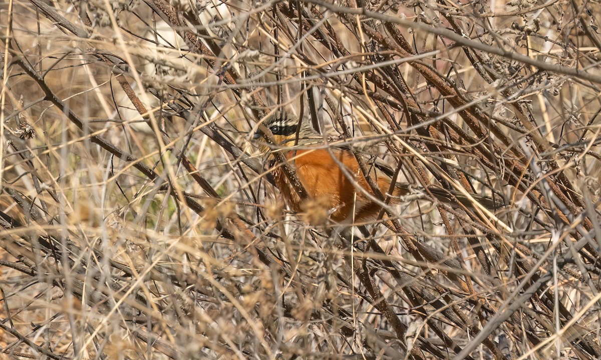 Zeytin Tepeli Hilalgerdan - ML646500559