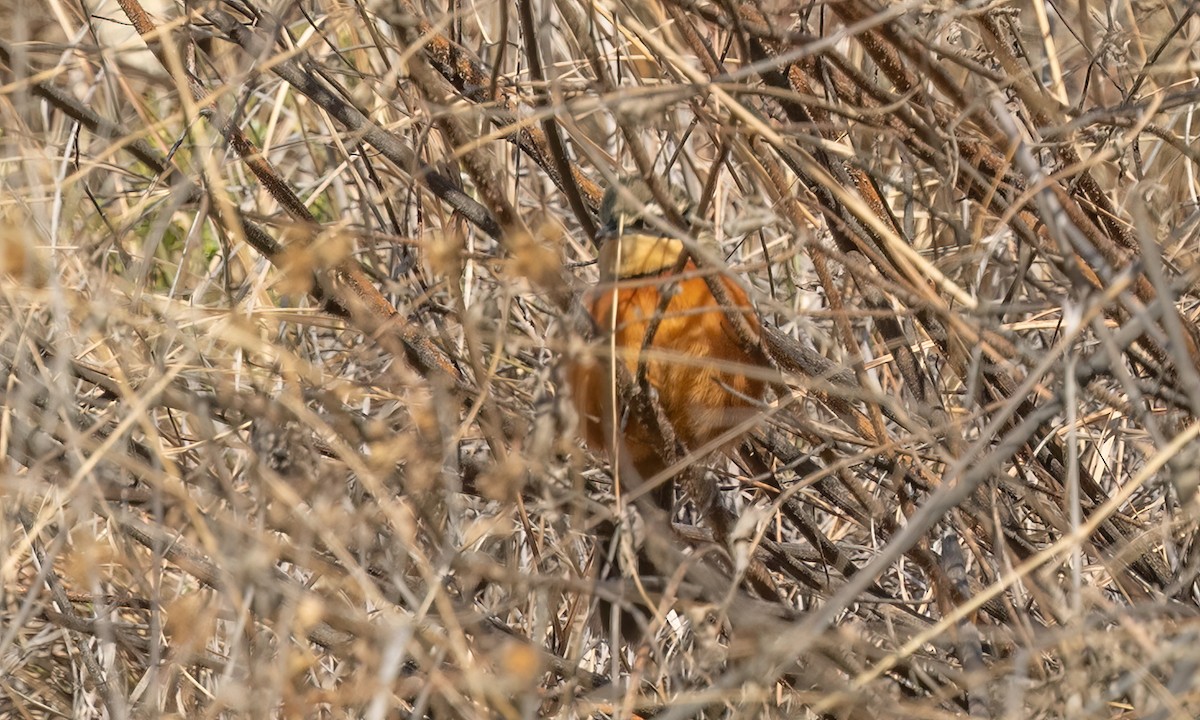 Zeytin Tepeli Hilalgerdan - ML646500560