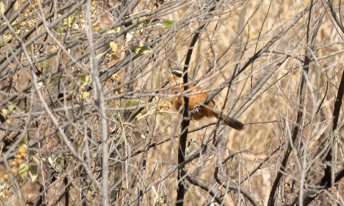 Zeytin Tepeli Hilalgerdan - ML646500561