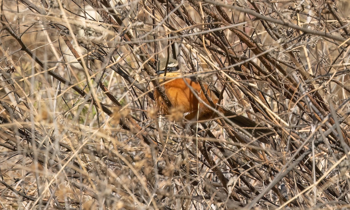 Zeytin Tepeli Hilalgerdan - ML646500562