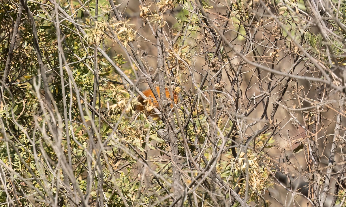 Zeytin Tepeli Hilalgerdan - ML646500563