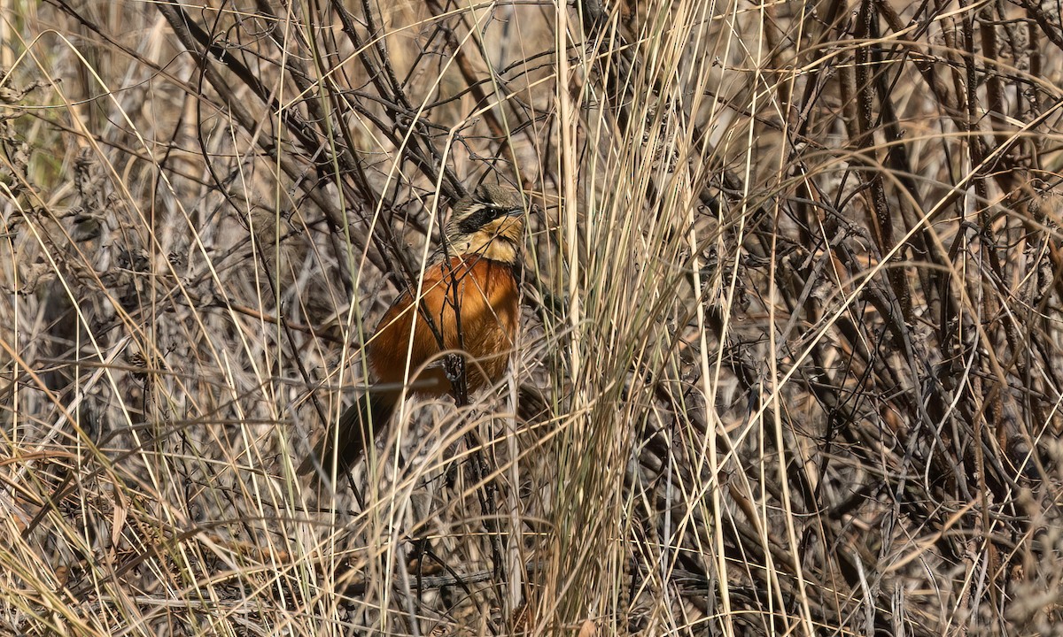 Zeytin Tepeli Hilalgerdan - ML646500564
