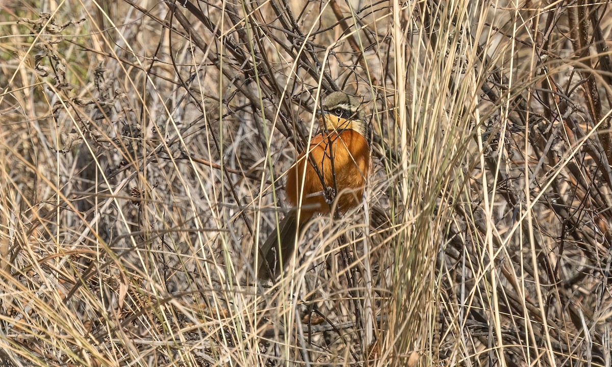 Zeytin Tepeli Hilalgerdan - ML646500565