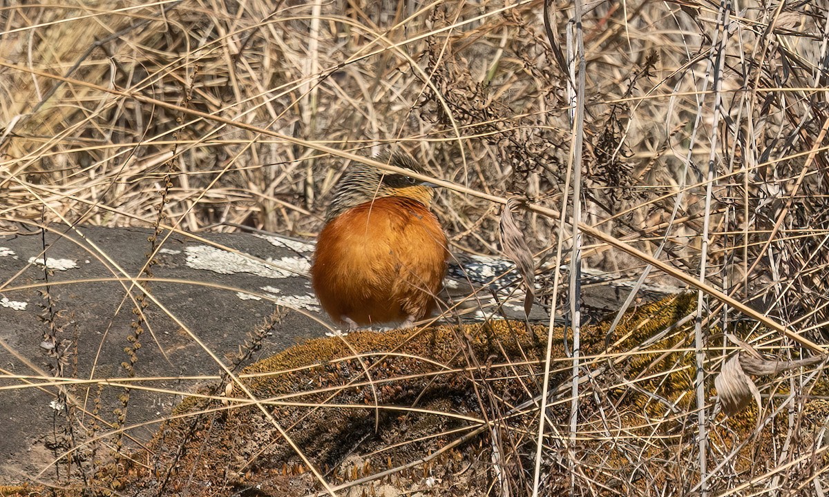 Zeytin Tepeli Hilalgerdan - ML646500566