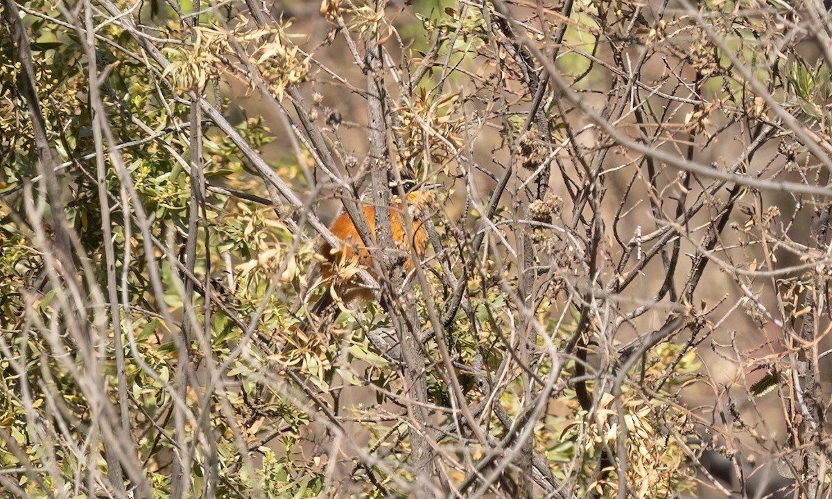 Zeytin Tepeli Hilalgerdan - ML646500567