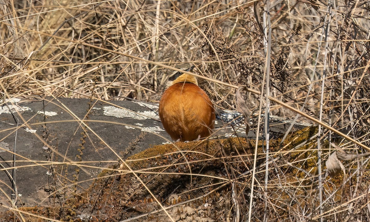 Zeytin Tepeli Hilalgerdan - ML646500568