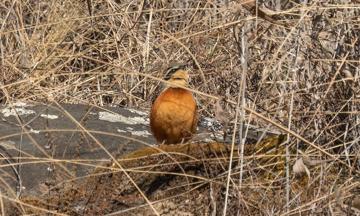 Zeytin Tepeli Hilalgerdan - ML646500570