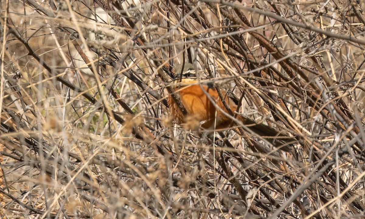 Zeytin Tepeli Hilalgerdan - ML646500571