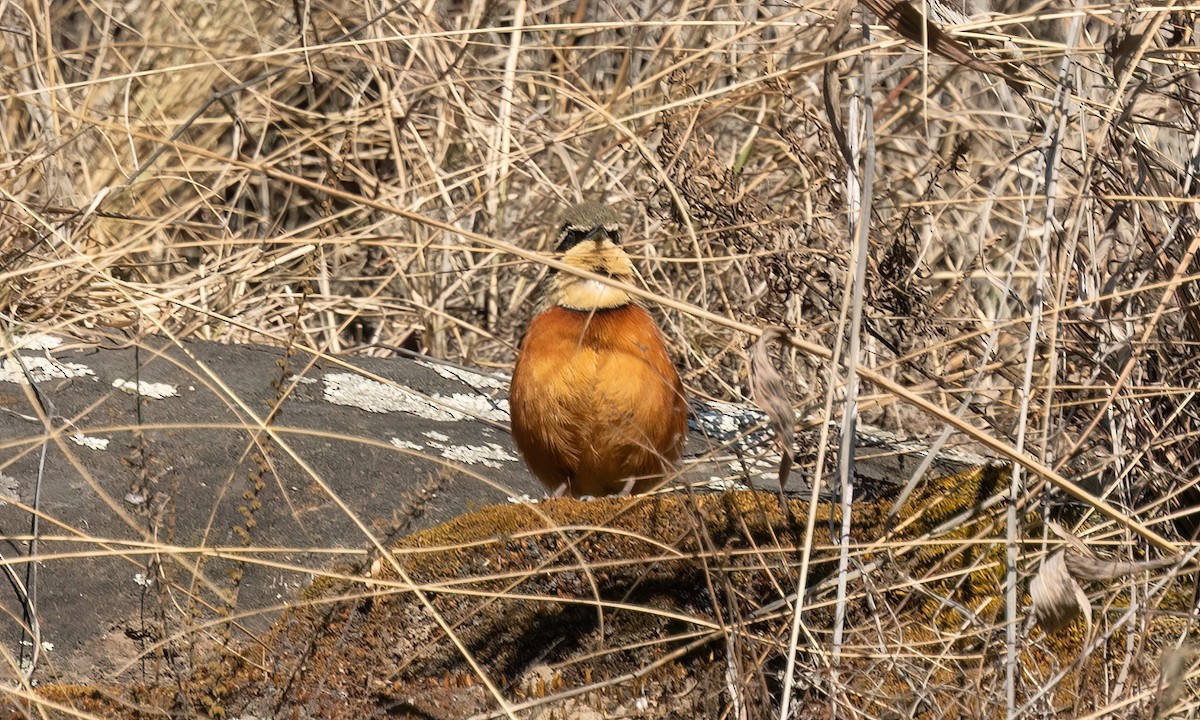 Zeytin Tepeli Hilalgerdan - ML646500576