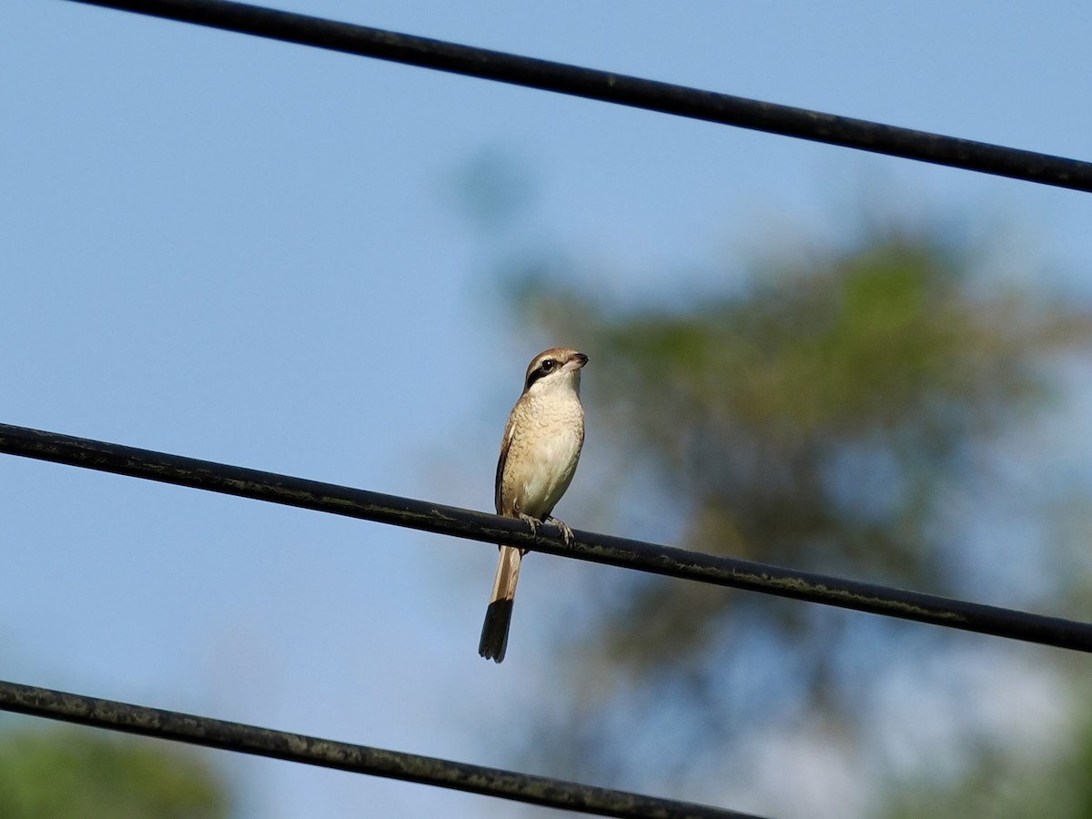 Ухаа дунхай - ML646500578