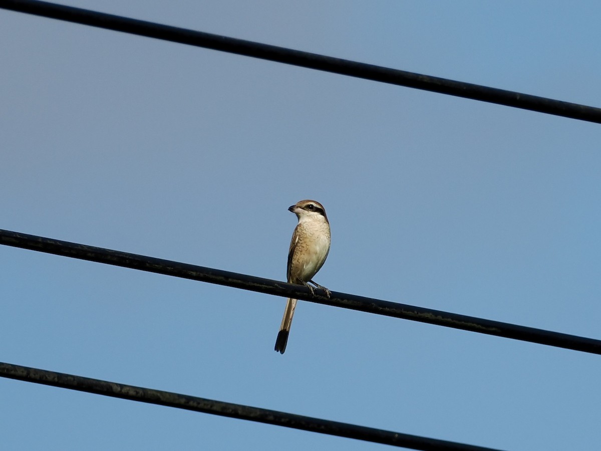 Ухаа дунхай - ML646500579