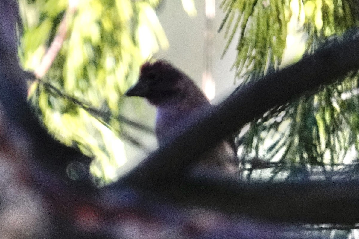 Cassin's Finch - ML646500583