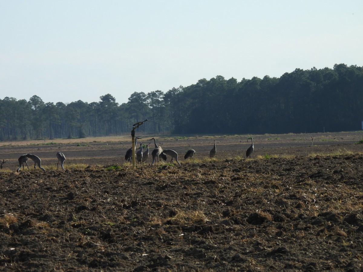 Sandhill Crane - ML646500584