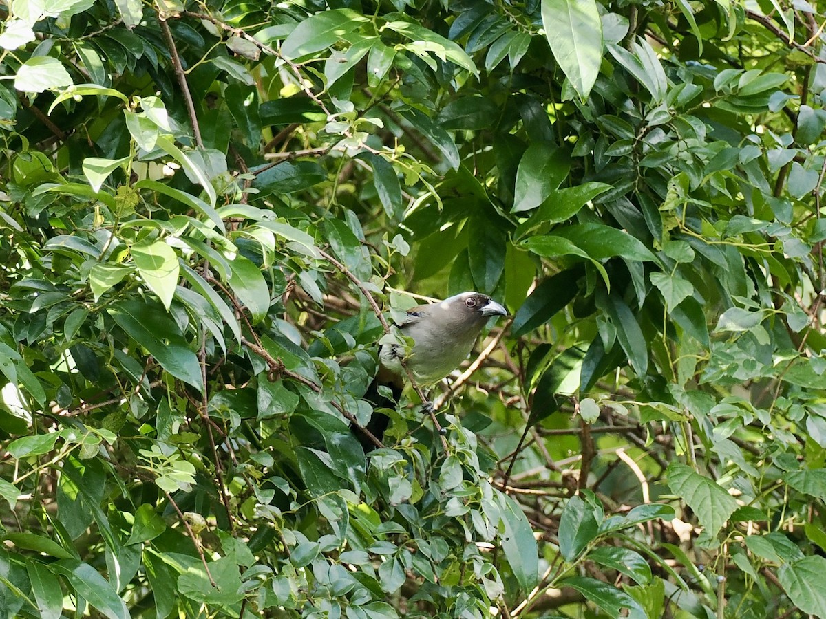 Gray Treepie - ML646500586