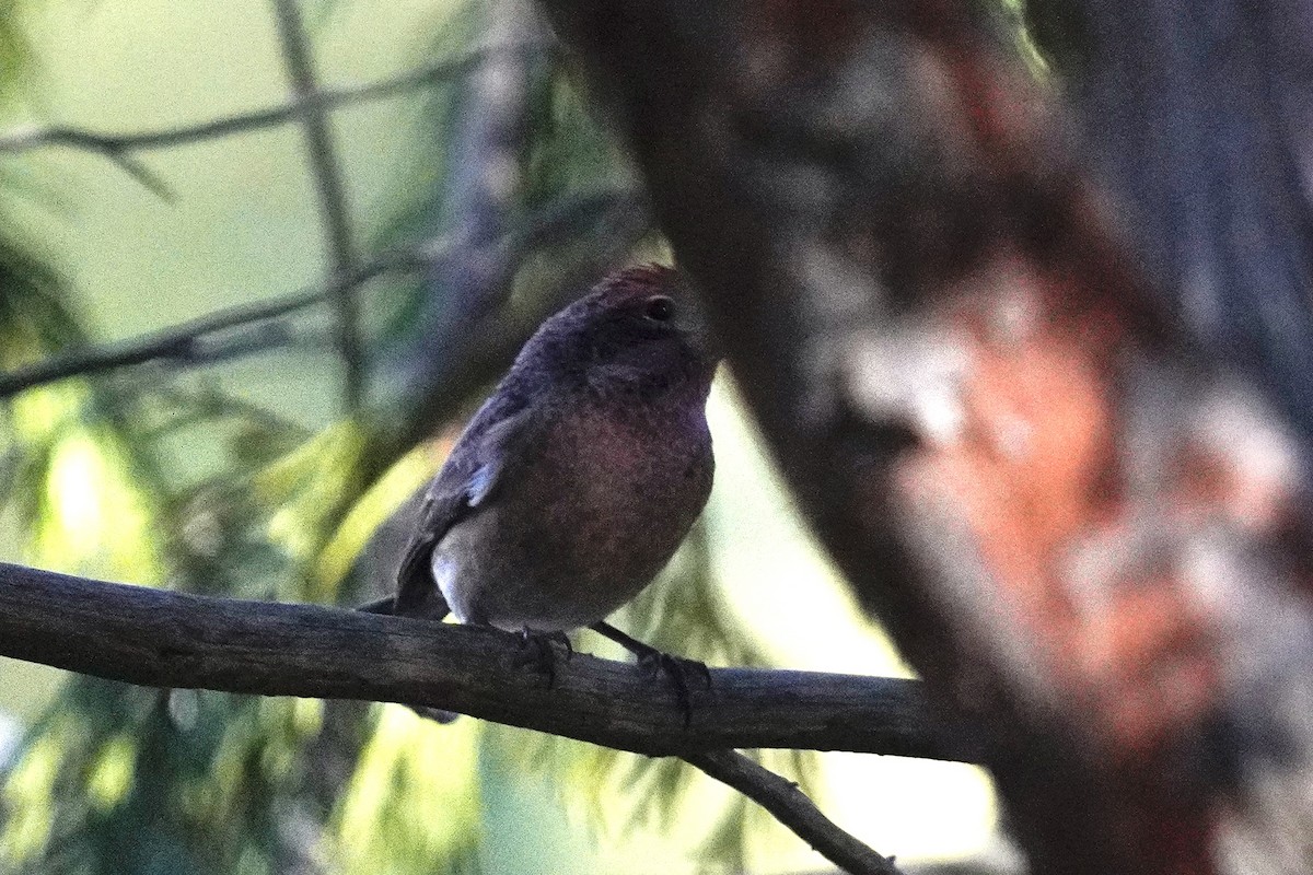 Purple/Cassin's Finch - ML646500587
