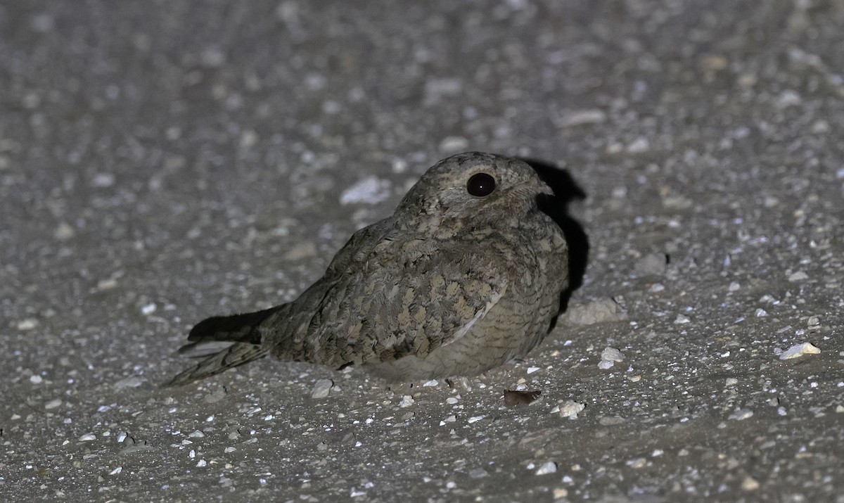 Egyptian Nightjar - ML646500588
