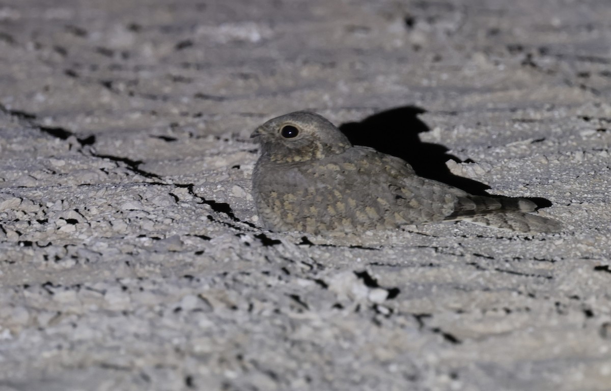 Egyptian Nightjar - ML646500589